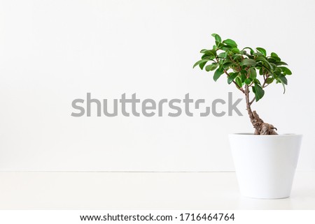 A desk against a white empty wall with a single bonsai tree in a white pot. Copy space.