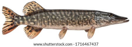 Freshwater fish isolated on white background closeup. The northern pike, also known as simply pike or  luce, or jackfish  is a  fish in the family Esocidae, type species: Esox lucius Royalty-Free Stock Photo #1716467437