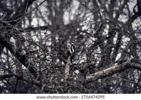 
woodpecker on a moody spring day