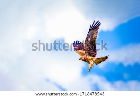 Hawk fly in sky. Hawk wings Royalty-Free Stock Photo #1716478543