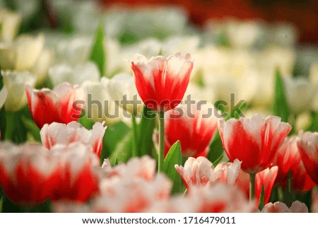 close up red tulip flower picture