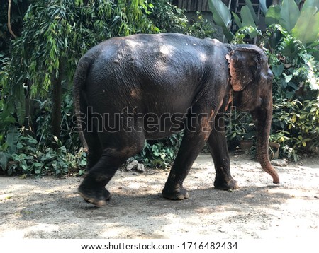 Mae Taeng Elephant Camp . Chiangmai Thailand.
