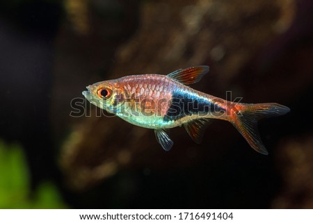 Harlequin Rasbora (Trigonostigma heteromorpha) in freshwater aquarium