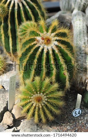 Photo of a round cactus in botanical garden.