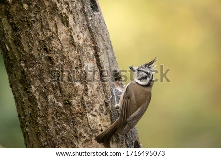 Crested tit perched on a tree trunk in search of food. Concept of wild birds.