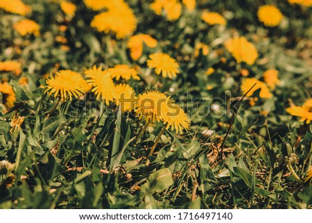 Green field with yellow dandelions. 