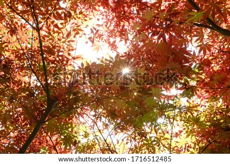 Sunlight through red maple leaves