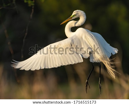 Great Egret in the early morning light. Royalty-Free Stock Photo #1716515173