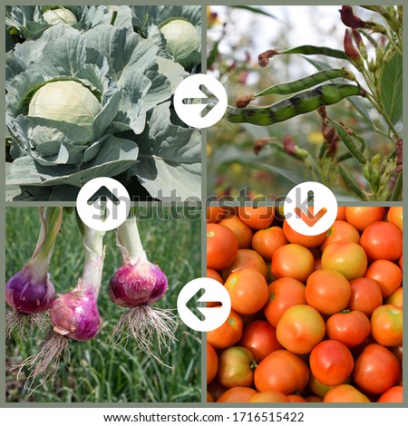 Collage Explaining Crop rotation concept in agriculture. Leaf, Legume, Fruit and Roots crops are planted in sequence to avoid exhausting the soil and to control weeds, pests, and diseases. Royalty-Free Stock Photo #1716515422