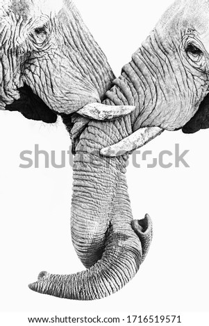 Two African Elephants twirling their trunks together
