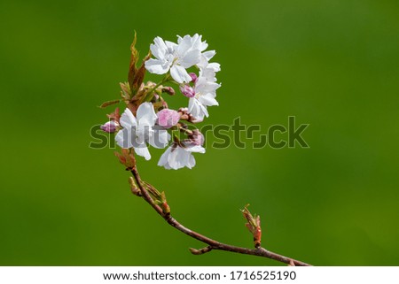 Apple blossom close-up. Shallow depth of field green backdrop