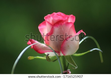two-tone rose against a green background