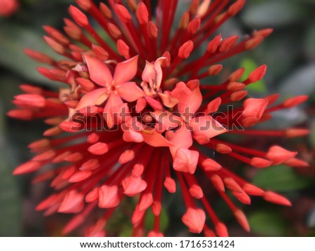 The picture of ixora flower .