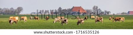 Group of jersey cows grazing in the pasture, peaceful and sunny in Dutch Friesian landscape of flat land with a blue sky and a straight horizon, wide panoramic view Royalty-Free Stock Photo #1716535126