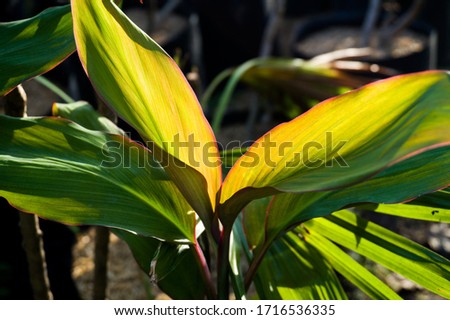 green leaf photo. natural floral theme photo.