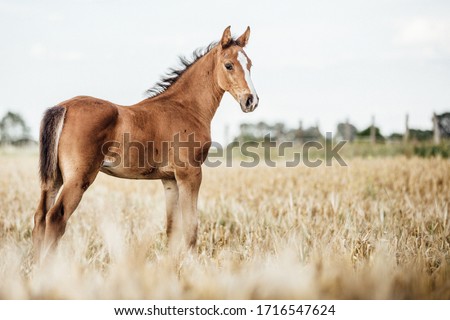 Portrait of a foal out on a field in the summer Royalty-Free Stock Photo #1716547624