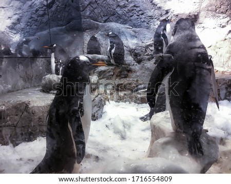Cute penguins lounging in Osaka Aquarium