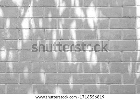 Abstract gray shadow background of natural leaves tree branch falling on white brick wall texture for background and wallpaper, black and white tone