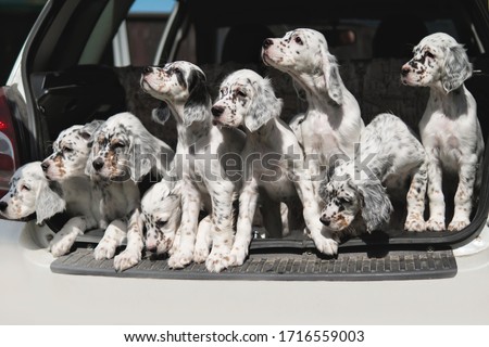Many dogs are sitting in the trunk of the car. Puppies of the Setter. Transportation of animals. Breeder takes the puppies to the veterinary clinic for vaccination. Hunting dogs Royalty-Free Stock Photo #1716559003