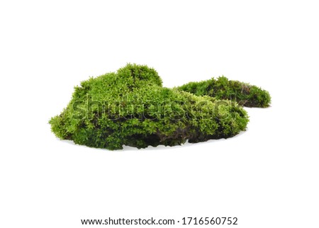 Green moss with grass isolated on white background Royalty-Free Stock Photo #1716560752