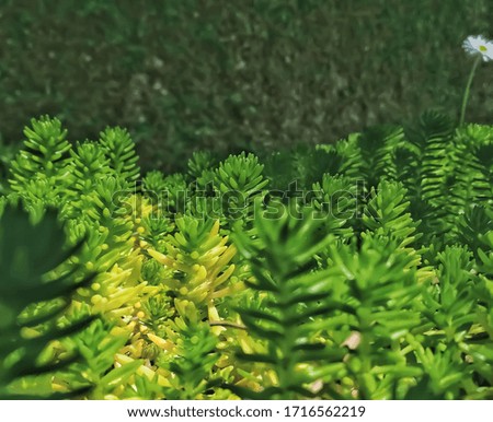 closeup of plants growing in the garden a perfect background image of grass looking like micro forest