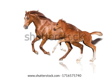 Red horse and red foal run gallop isolated on white background