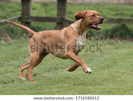 The Rare Portuguese Pointer Dog Royalty-Free Stock Photo #1716580612
