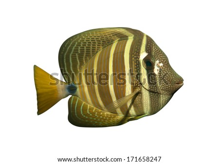 Tropical reef fish isolated