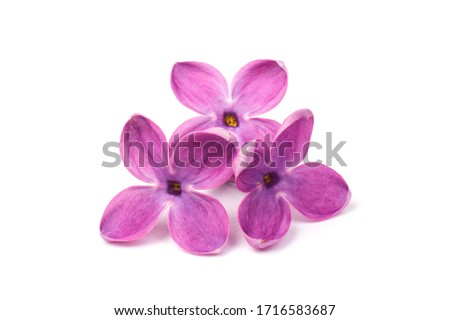 Purple lilac flower closeup isolated on white background Royalty-Free Stock Photo #1716583687
