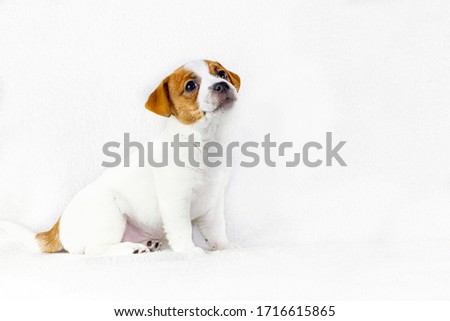 cute puppy jack russell terrier sitting on a white background, horizontal format