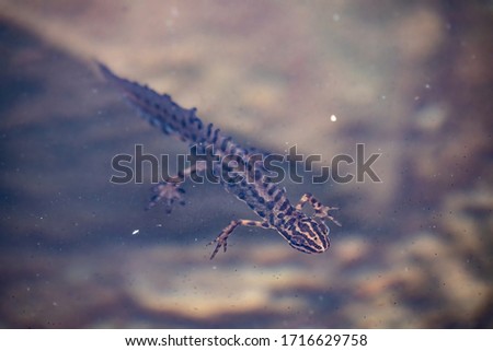 Smooth newt swims in a muddy pond. Smooth Newt, Lissotriton vulgaris lantzi, captured under water in the small mountain lake, small amphibian animal in the water.