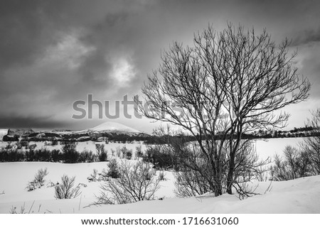 Dead tree and big mountian on background in the winter,black and white photography