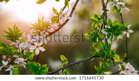 soft focus spring blossom tree foliage green leaves and white flowers in bright sun light glare behind seasonal post card picture 