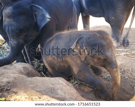 Asian Elephants in a nature park
