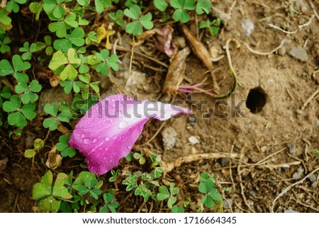 Top View of Beautiful Purple Bauhinia Orchid Tree Petal Falling On Wet Dirt Ground Covered with Clover Grass After Rain