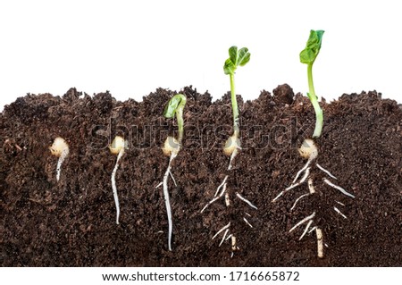 The process of seed germination in the soil in the section. isolated on white background Royalty-Free Stock Photo #1716665872