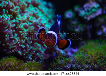 Nice sea scape aquarium with anemones and clown Amphiprion fish nature macro photography