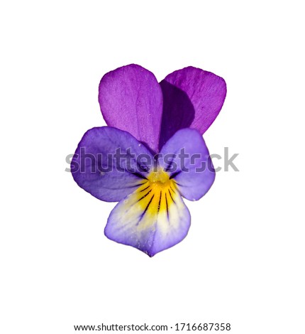 Viola tricolor, also known as Johnny Jump up, heartsease, heart's ease, heart's delight, tickle-my-fancy, Jack-jump-up-and-kiss-me, come-and-cuddle-me, three faces in a hood, or love-in-idleness Royalty-Free Stock Photo #1716687358