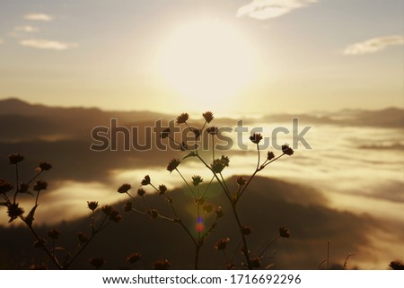 Plant silhouette with sky, sunrise and clouds in the background.