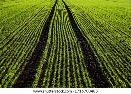 Green seedlings, field, tractor tracks, Upper Swabia, Baden-Württemberg, Germany