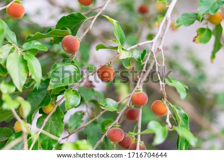 Dovyalis hebecarpa, with common names Ceylon gooseberry, ketembilla, and kitambilla, is a plant in the genus Dovyalis, native to Sri Lanka and southern India