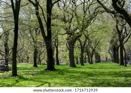 Central Park, Manhattan, New York City in spring