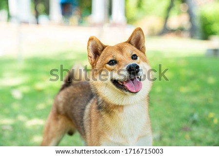 Shiba inu dog playing in the garden. Dog playing in the field. Royalty-Free Stock Photo #1716715003