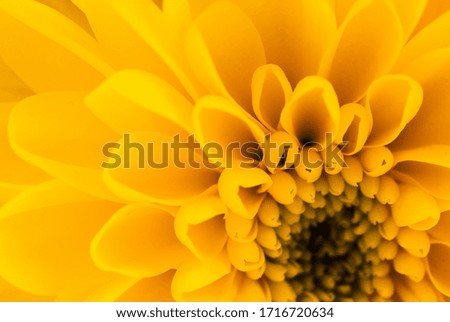 Close up from top of a yellow flower.