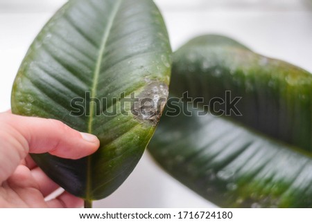 Rubber plant ficus elastica unhealthy leaves due to overwatering Royalty-Free Stock Photo #1716724180