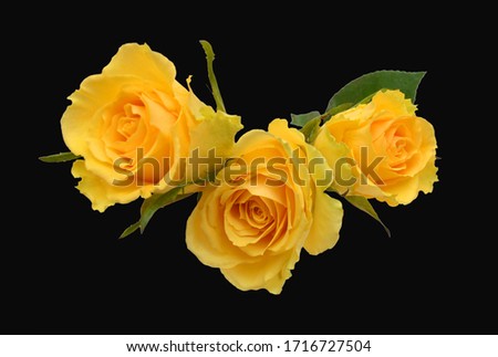 Beautiful yellow rose isolated on black background