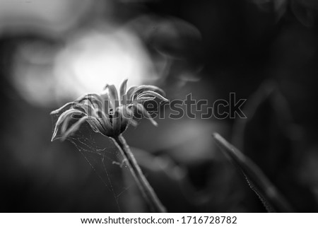 Black and white dried flower, autumn close-up photo of dried dandelion