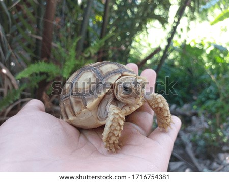 sulcata tortoise picture in nature