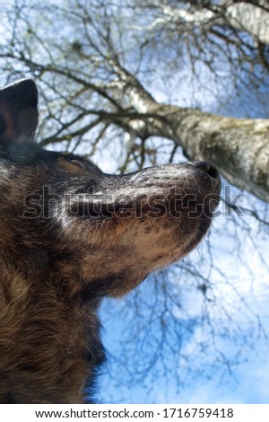 Close up of the face of a mongrel dog under blue sky.