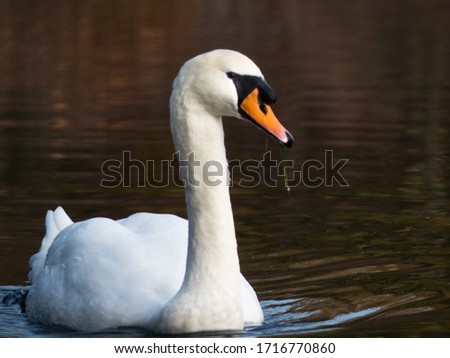 Swan on lake in Autumn